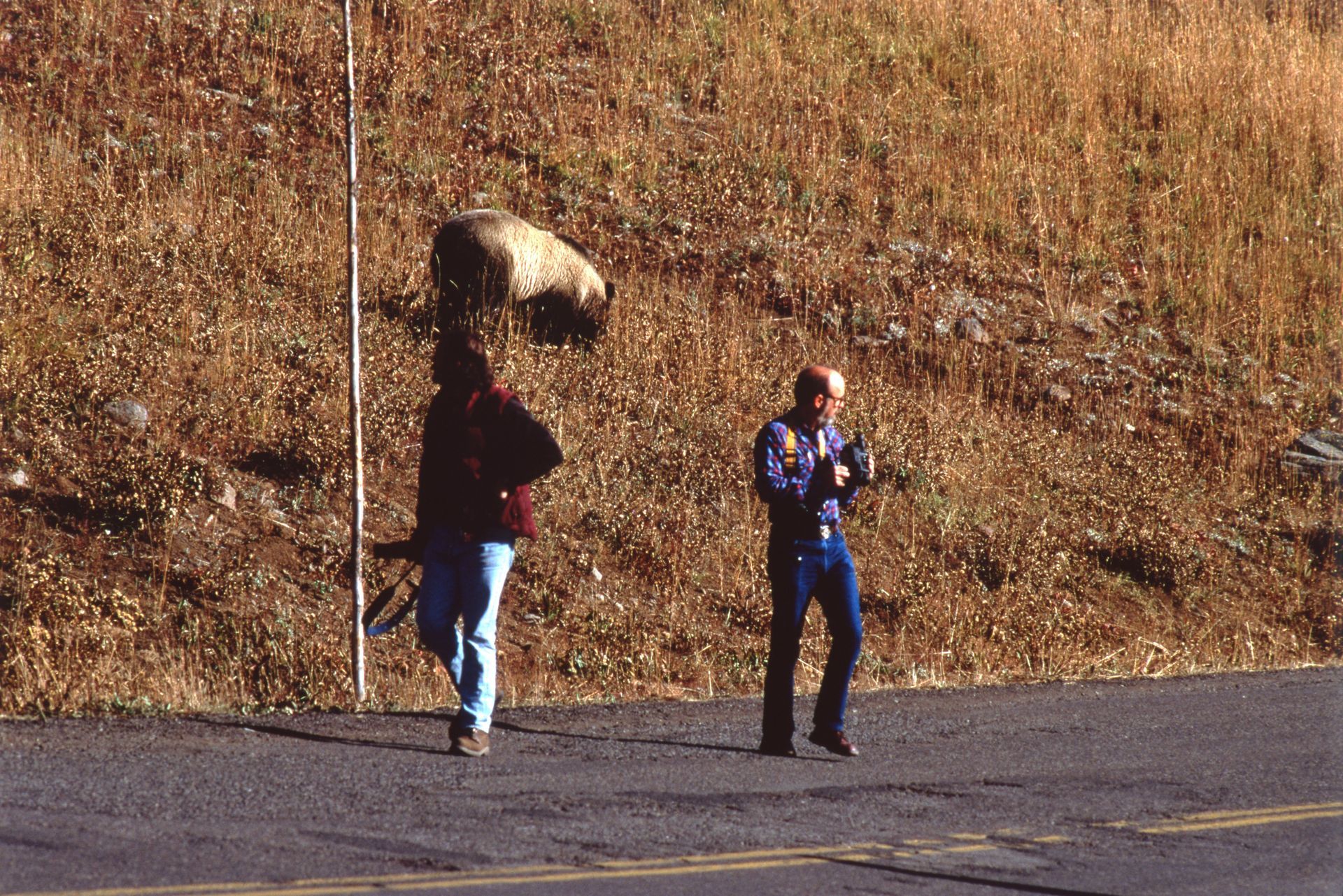 Two people stand on road. One holds something; the other looks at a phone. Sheep graze on a brown hillside.