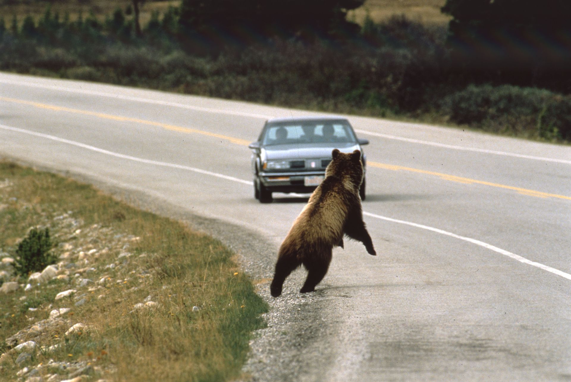 Brown bear standing on a road, facing a car. The bear is near the roadside, and a car is approaching.