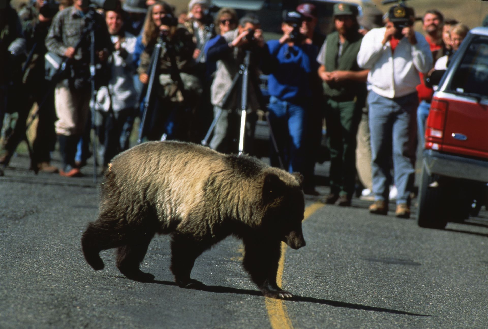 Grizzly bear crossing a road as a crowd of people watches from the side.