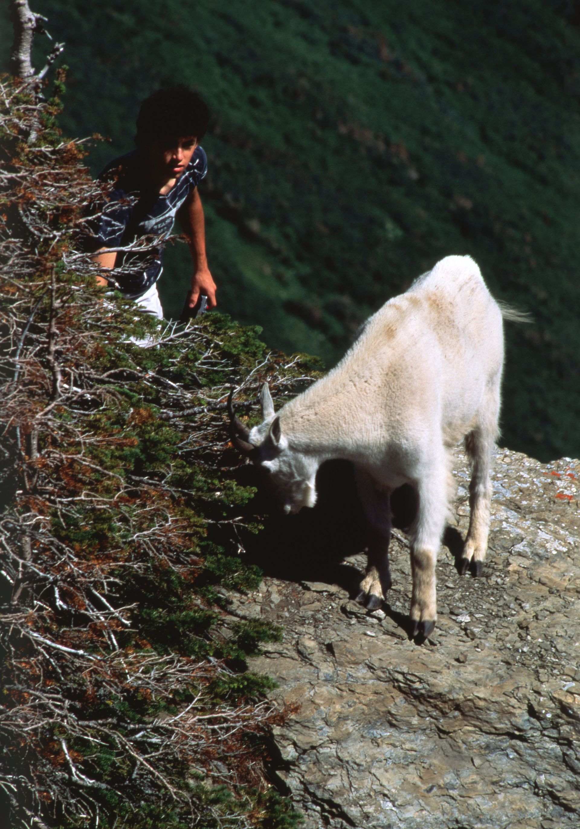 A mountain goat grazes on a cliff edge near a person in a mountain setting.