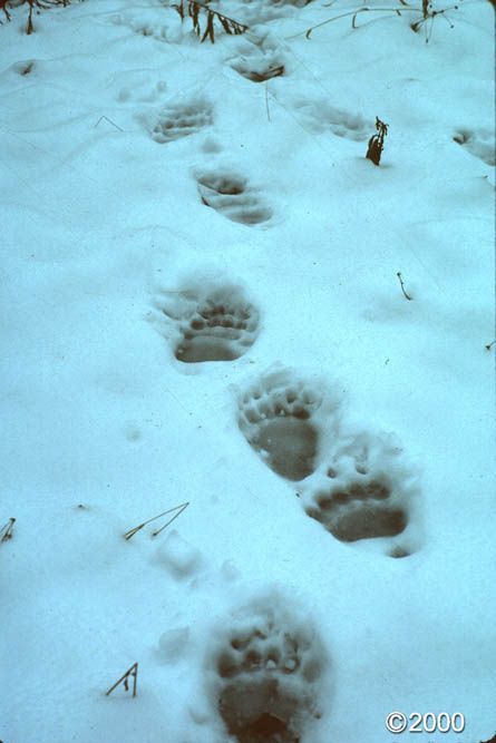Bear footprints in snow.