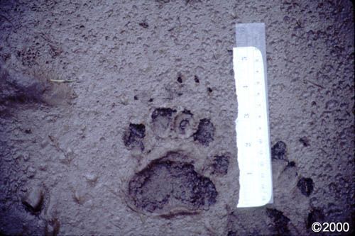 Muddy paw print with a ruler for scale.