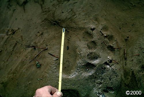 Muddy ground with bear tracks, tape measure for scale.