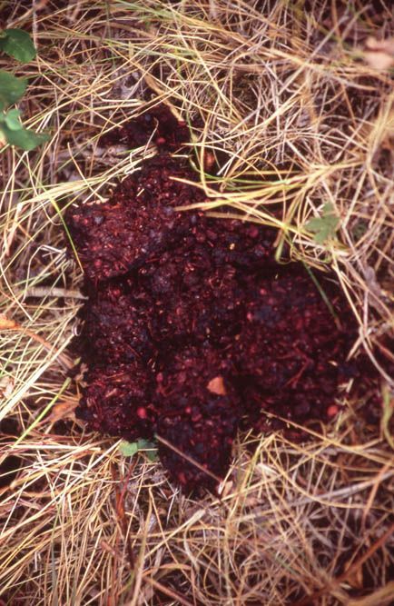 Clump of dark red, brown, and black animal scat on dry grasses.