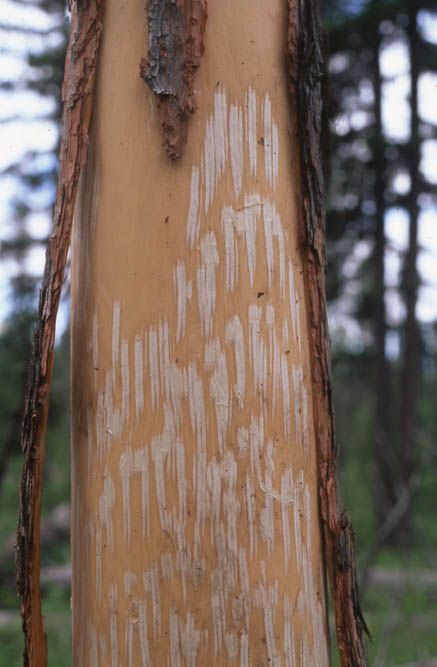 Close-up of a tree trunk with long, vertical, light-colored scratch marks on a light brown surface.