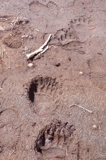 Bear tracks in brown mud.