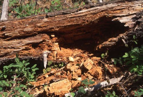 Decomposing log on forest floor, with brown, crumbling wood and green plants.