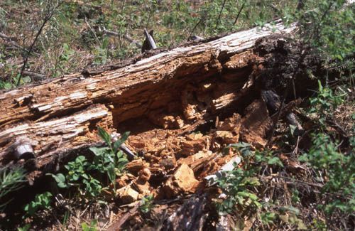 Decaying log with a large cavity, surrounded by grass and vegetation.