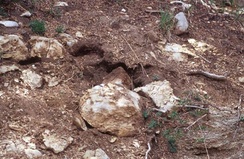 Dirt and rocks with a dark hole; possible animal den.