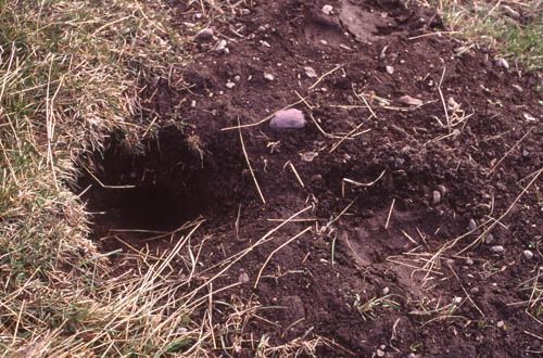 Hole in the ground surrounded by dark dirt and dry grass.