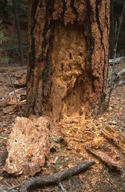 Tree trunk with large cavity and wood chips on the ground.