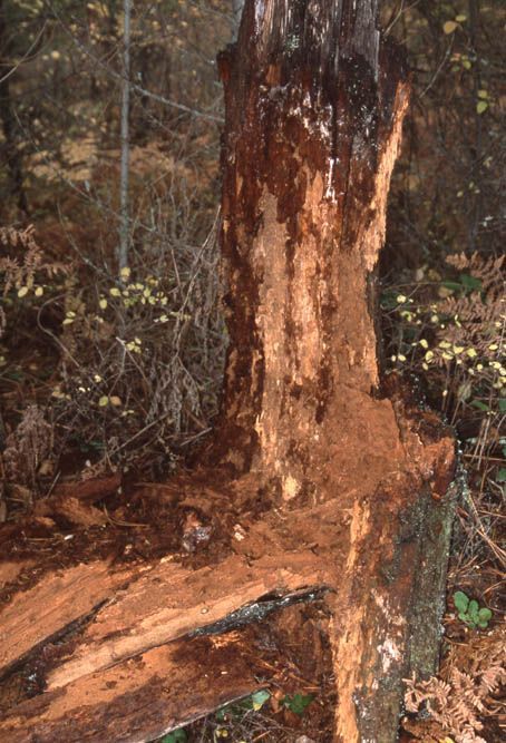 A tree trunk, stripped of bark, stands in a forest setting, showing exposed wood and damage.