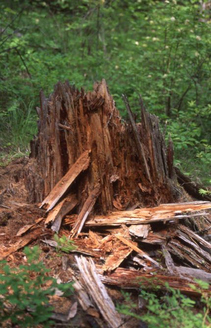 Decayed tree stump in a forest, brown and weathered with fallen wood.
