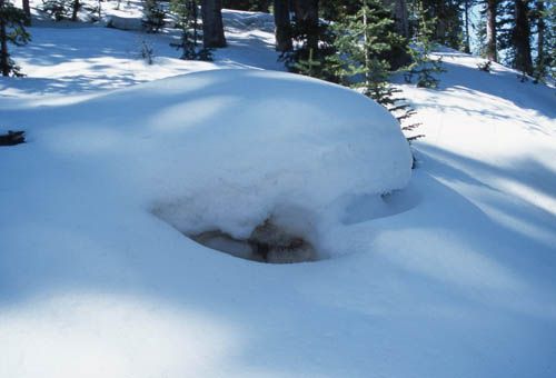Snow-covered ground with a small opening revealing earth, surrounded by trees in a sunny setting.