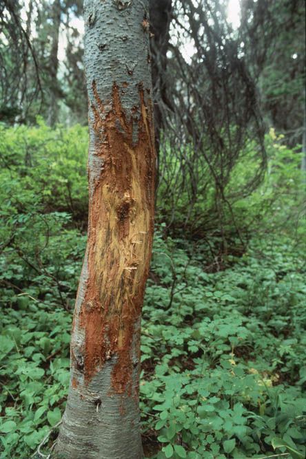Tree trunk with visible claw marks from a bear, in a lush green forest.