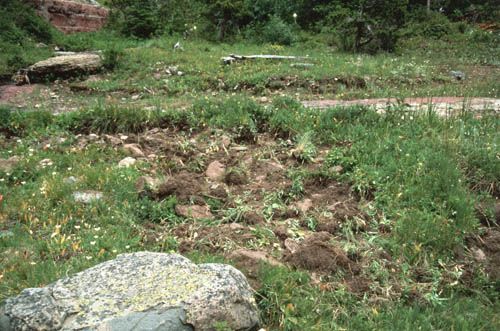 Grassy, overgrown area with exposed earth, a few rocks, and a log in the background.
