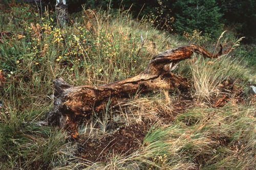 A weathered, brown log rests amidst green and yellow grasses in a natural setting.