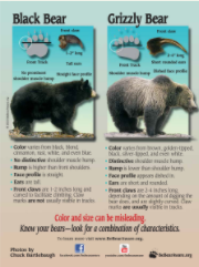 Comparison chart of Black Bear and Grizzly Bear. Features include paws, profiles, and colors to differentiate them.