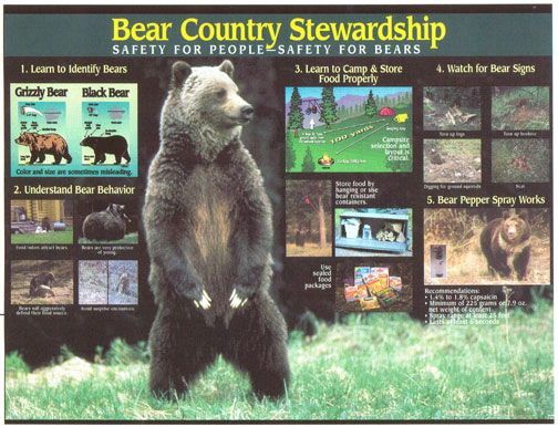 Poster: Bear safety guidelines. A grizzly bear stands near informational panels about bear behavior and safety.