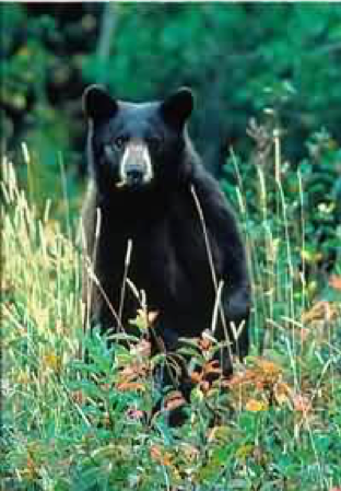 Black bear standing in tall grass, looking forward with a focused expression.