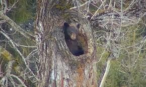Black bear peers out of a tree hollow.