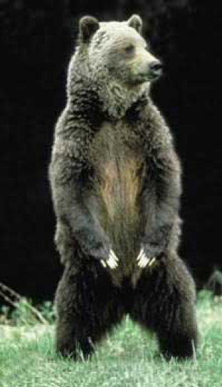 Brown bear standing on hind legs in grass.
