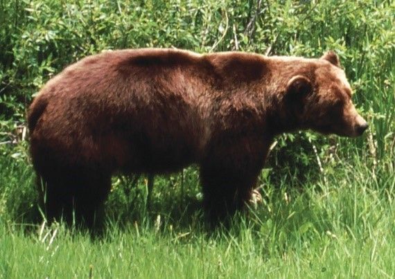 Brown bear standing in tall green grass.