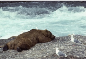 Brown bear rests on a rocky shore, next to rushing water, with several seagulls.