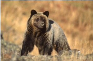 Brown grizzly bear standing in a field, looking towards the viewer.