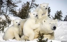 Polar bear with three cubs in snow, playful cubs climbing, snowy trees in background.