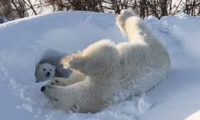 Polar bear rolling in the snow; cub watches from a snow den. White fur, sunny day.