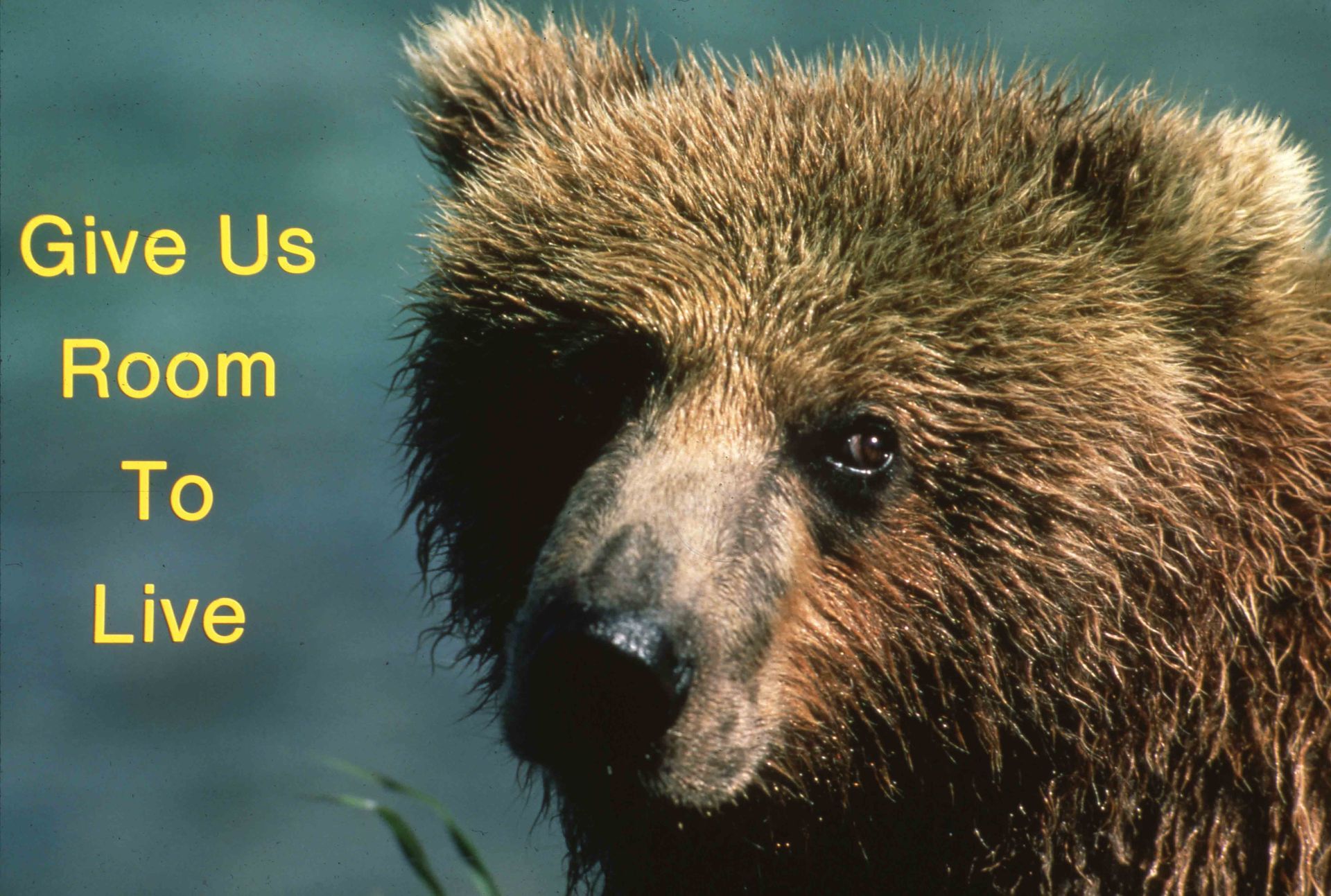Close-up of a brown bear's face with text 
