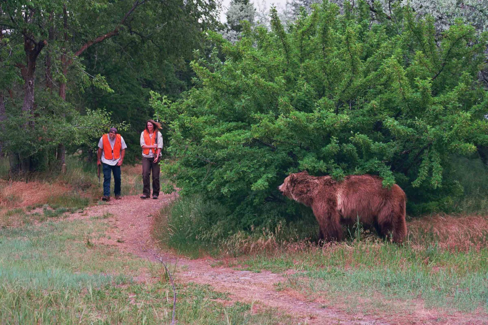 Two people wearing orange vests watch a brown bear sniffing a bush on a dirt path in a forest.