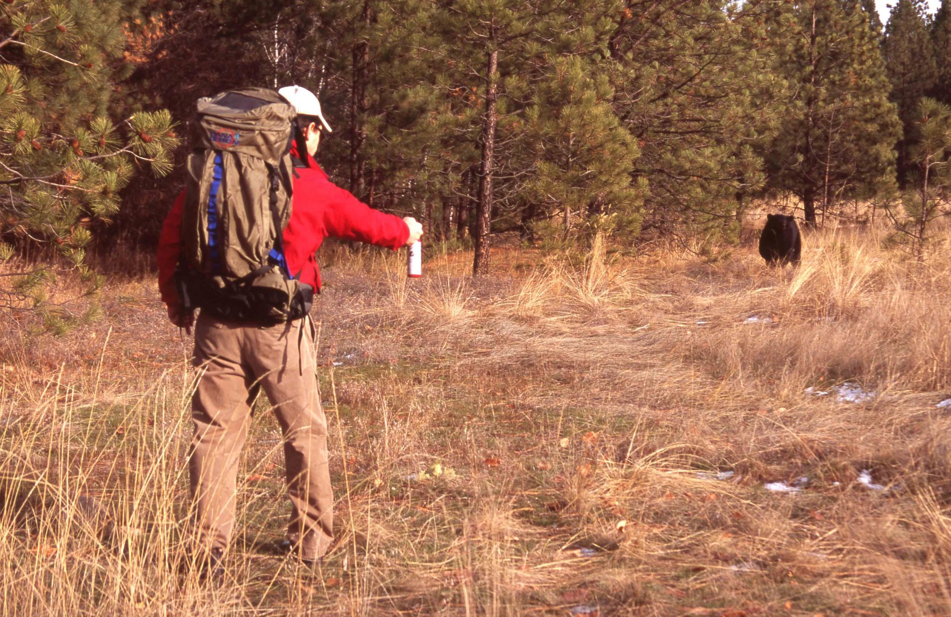 Person with backpack aiming bear spray at a black bear in a forest clearing.