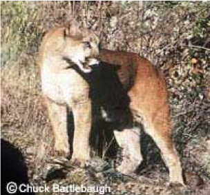 A tan cougar stands over a black animal in a grassy area.