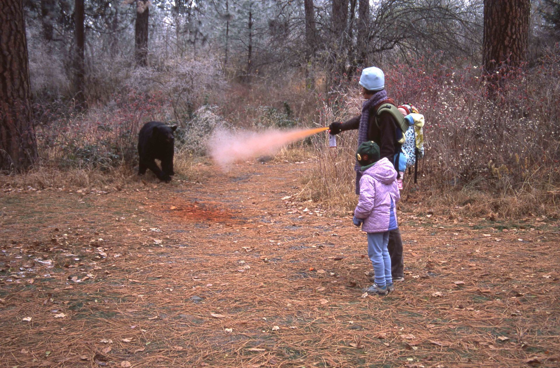 Person sprays bear spray at a black bear near two people on a trail in a wooded area.