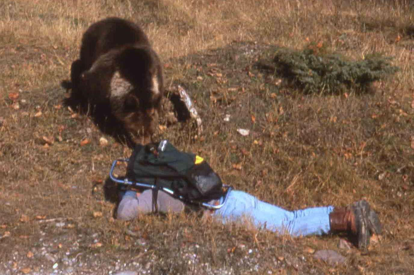 Brown bear sniffing a person lying on the ground, wearing a backpack, in a grassy outdoor area.