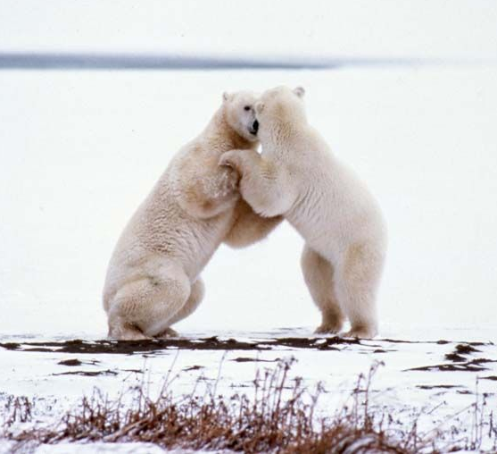 Two polar bears standing upright, seemingly sparring on a snow-covered landscape.