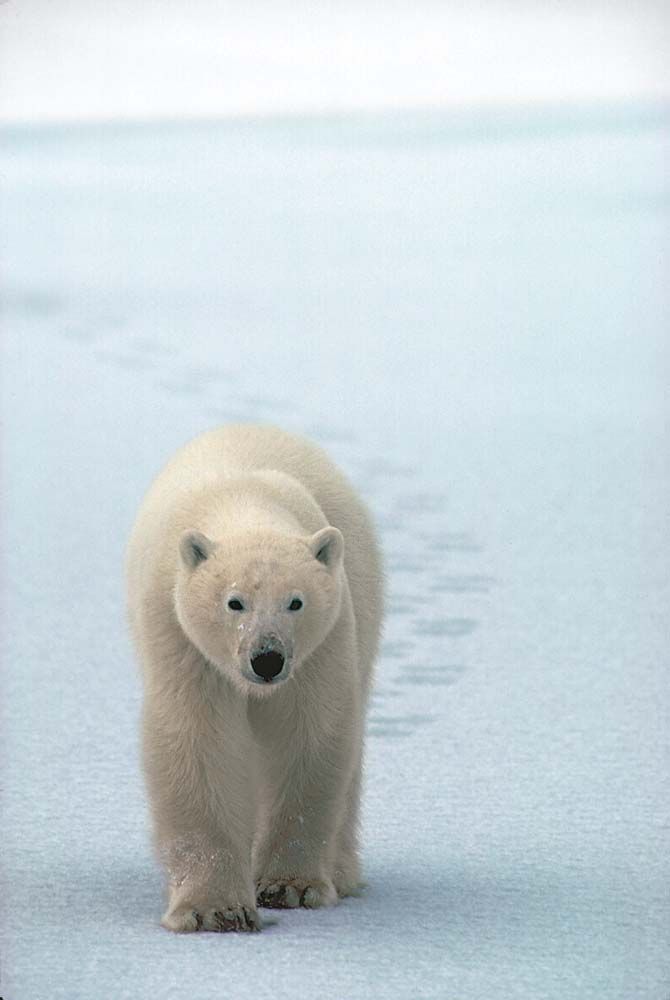 Polar bear walks towards the camera on icy terrain; white fur, black nose, and focused expression.