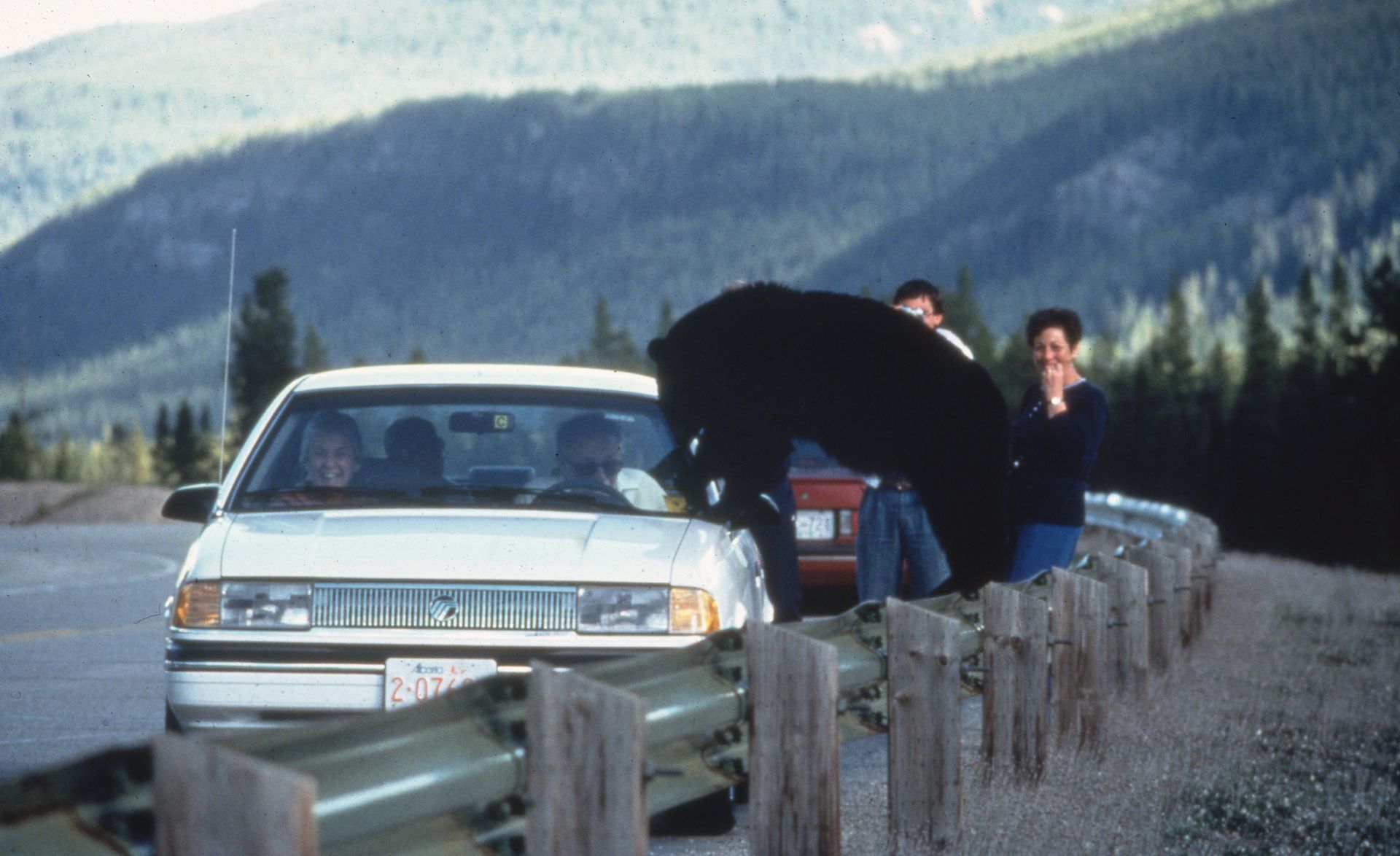Black bear leaning into a white car near a mountain road; people react nearby.