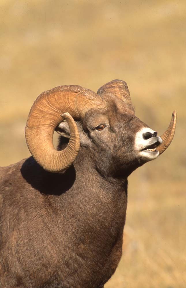 Bighorn sheep ram with large, curved horns, brown fur, in a grassy field, head turned to the right.