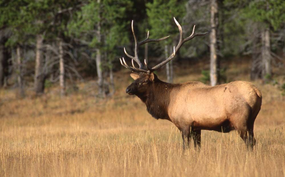 Elk with large antlers stands in a grassy field near a forest, brown fur.