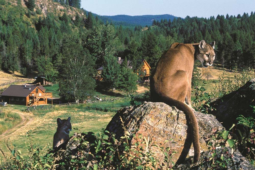 Cougar and cub perched on a rock overlooking a valley with cabins and trees.
