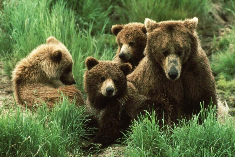 Four brown bears in green grass. One adult bear and three cubs, looking at the viewer.