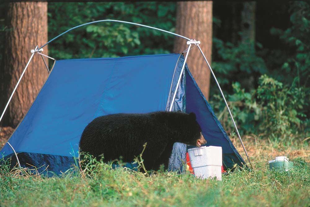 Black bear at a blue tent, investigating a white bucket, in a wooded area.