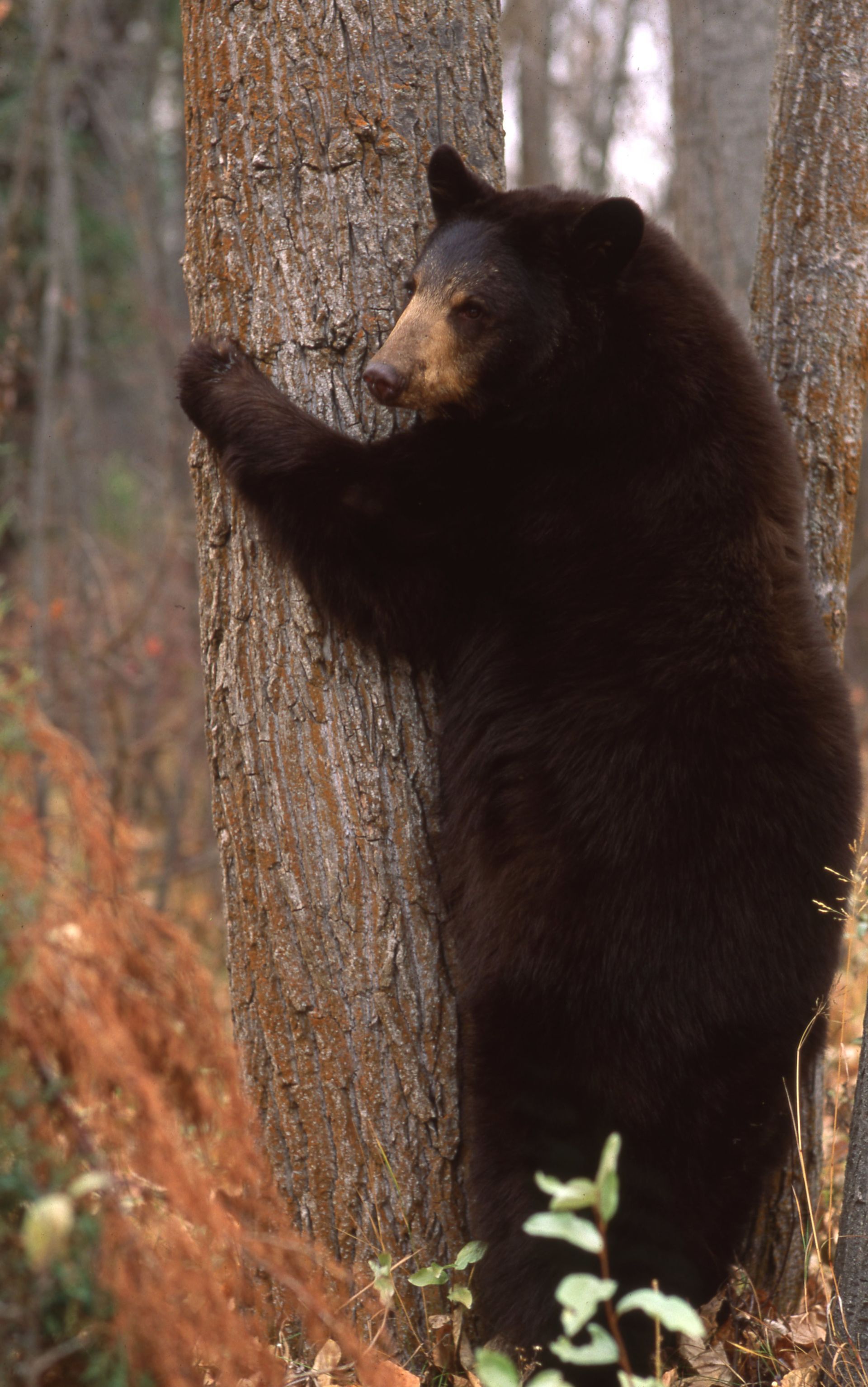 Black bear standing against a tree in a forest, fur is black with a light brown snout.