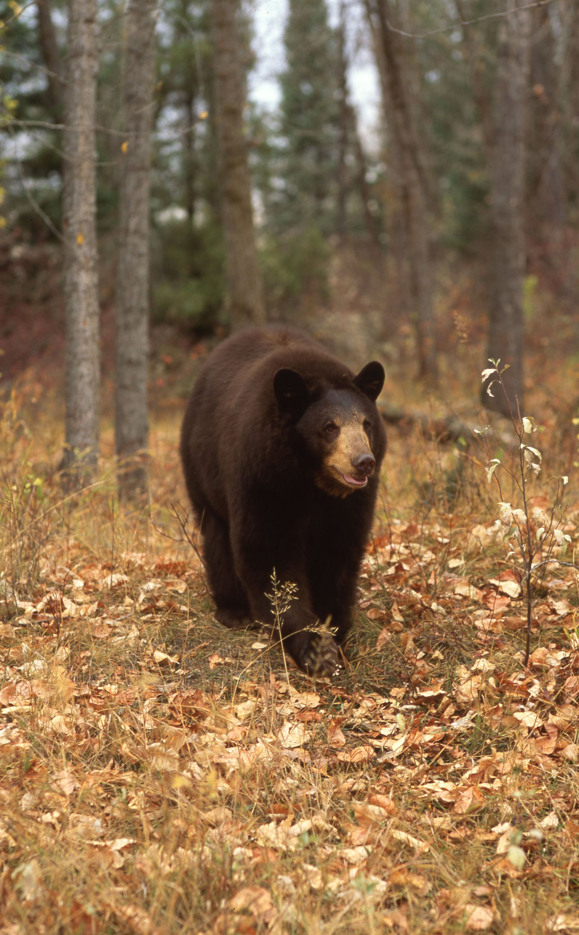 Black bear walking toward the viewer in a forest setting with fallen leaves.