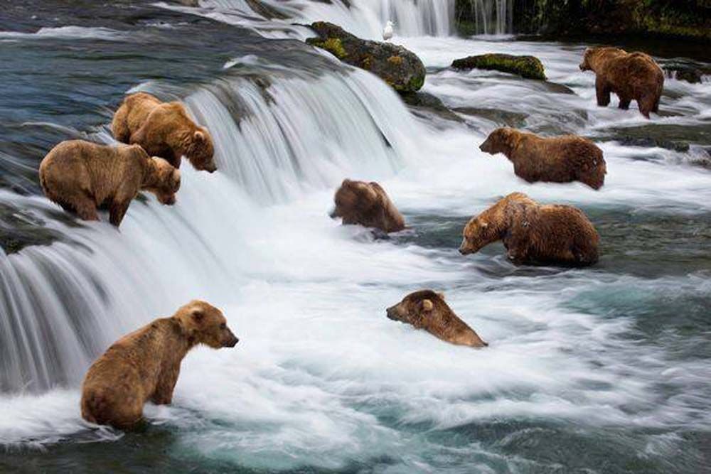 Brown bears fishing for salmon in a river, some standing in the rushing water.