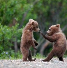 Two brown bear cubs stand and play, possibly boxing, on a gravel path, greenery in background.