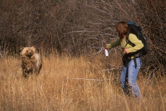 Woman with backpack sprays bear deterrent at a grizzly bear in a field.